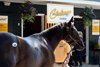 Hip 38, 2026 Saratoga Select Yearling Sale