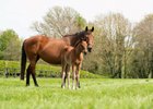 Immortal Verse in 2022 with Henri Matisse as a foal