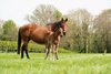 Immortal Verse in 2022 with Henri Matisse as a foal