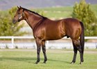 Edward Whitaker photos of Drakenstein Stud in South Africa. Trippi conformation