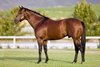 Edward Whitaker photos of Drakenstein Stud in South Africa. Trippi conformation