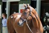 Hip 34, 2026 Saratoga Select Yearling Sale