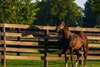 standing in paddock
Not This Time at Taylor Made Farm stallion complex near Nicholasville, Ky., on July 31, 2026.