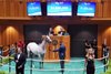 Hip 217, 2026 Saratoga Select Yearling Sale