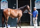 Hip 460, 2026 Fasig-Tipton New York Bred Sale