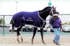Orientate, Breeder's Cup Sprint at Arlington 2002