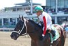 #5 Bishops Bay ridden by Jockey Luis R. Rivera, Jr. won the $150,000 Grade III Philip H. Iselin Stakes on Saturday August 15, 2026 at Monmouth Park Racetrack in Oceanport, NJ Photo By Ryan Denver/EQUI-PHOTO