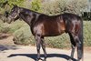 Eight Rings at Rancho San Miguel in San Miguel, Ca.
