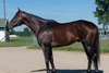 Hip 22, 2026 Fasig-Tipton August Digital Sale