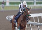 August 12, 2026, Woodbine Racetrack, Dixie Law breezes under jockey Pietro Moran for owner Hillsbrook Farms and trainer Dale Desruisseaux