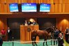 Hip 83, 2026 Saratoga Select Yearling Sale