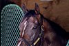 Sovereignty enjoys some quiet the day after he won The Whitney Stakes at the Mott training barn at the Oklahoma Training Center adjacent tot the Saratoga Race Course Sunday Aug.9, 2026 in Saratoga Springs, N.Y. Photo by Skip Dickstein
