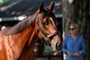 Hip 136, 2026 Fasig-Tipton Saratoga Sale