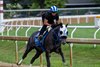 Breeder’s Cup Turf Sprint champ in 2025 Shisospicy works at the Oklahoma Training Center adjacent to the Saratoga Race Course Sunday Aug.2, 2026 in Saratoga Springs, N.Y. Photo by Skip Dickstein