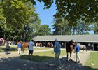 Scenics, 2026 Fasig-Tipton New York Bred Sale