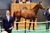 Hip 411, 2026 Fasig-Tipton New York Bred Sale