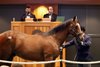 Hip 121, 2026 Saratoga Select Yearling Sale
