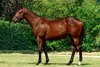 Lot 306, 2026 Arqana August Sale