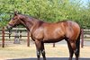 Lot 149, 2026 Arqana August Yearling Sale