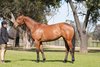 Inglis 2026 August (Early) Online Sale, Lot 320
Ballet's Legacy (AUS)