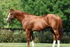 Elite Power at Juddmonte Farms