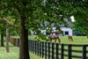 Mares and foals
Scenes and Eric Buckley at Flying Dutchmen farm near Lexington, Ky., on Sept. 11, 2026.