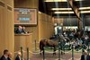 Hip 415 in the ring during the Keeneland September Yearling Sale