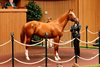 Hip 803, 2026 Keeneland September Sale