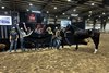 Hip 12, 2026 CTHS Alberta Thoroughbred Sale