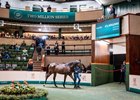 Lot 154, a Justify filly out of Multilingual (GB), at the 2026 Goffs Orby Sale