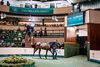 Lot 154, a Justify filly out of Multilingual (GB), at the 2026 Goffs Orby Sale
