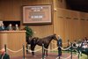 Hip 238, 2026 Keeneland September Sale