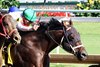 Bishops Bay wins the 2026 Ack Ack Stakes at Churchill Downs