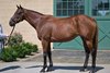 Little Miss Vivi, Hip 42, 2026 Fasig-Tipton August Digital Sale