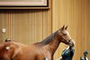 Hip 242, 2026 Keeneland September Sale