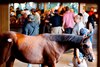 Scenics, Crowds, 2026 Keeneland September Sale