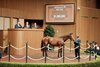 Hip 1018, 2026 Keeneland September Sale
