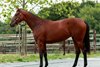 2026 Osarus Yearling Sale, Lot 141