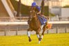 September 10, 2026, Woodbine Racetrack Notable Speech gallops over the E.P.Taylor turf course under exercise rider Colm O'Donoghue for trainer Charles Appleby and owner Godolphin
