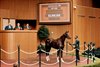 Hip 899, 2026 Keeneland September Sale