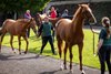 Scene, 2026 Tattersalls Ireland September Yearling Sale