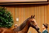 Hip 2446, a Yaupon colt out of Strombolian, in the ring at the 2026 Keeneland September Sale