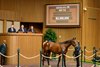 Hip 116 colt by Gun Runner out of Amazement at Darby Dan Farm, agent
at the Keeneland September sale near Lexington, Ky., on Sept. 14, 2026.
