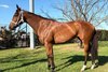 2026 MM Digital Sale (25-30 Sep), Lot 19
Overshadow