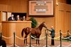 Hip 1412, 2026 Keeneland September Sale