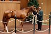 Hip 1275, 2026 Keeneland September Sale