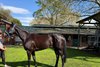 Inglis Digital AUS, 2026 September (Late) Online Sale, Lot 104, Quietness