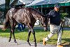 Hip 238 colt by Not This Time out of Goodnight Olive at Gainesway, Agent
Scenes at the Keeneland September sale near Lexington, Ky., on Sept. 13, 2026.