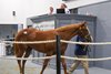 Louisiana Thoroughbred Breeders Association's Breeders Sales of Louisiana 2026 Preferred Yearling Sale, Hip 87
Cyberchase (Cyberknife - Killer Dress)