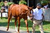 Hip 158 colt by Curlin out of Cavorting at Heartwood Farm, agent for Stonestreet Bred & Raised at the Keeneland September sale near Lexington, Ky., on Sept. 13, 2026.